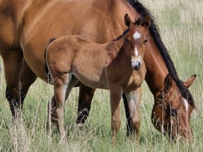 Paddys Gin Guns JW<BR>AQHA PENDING